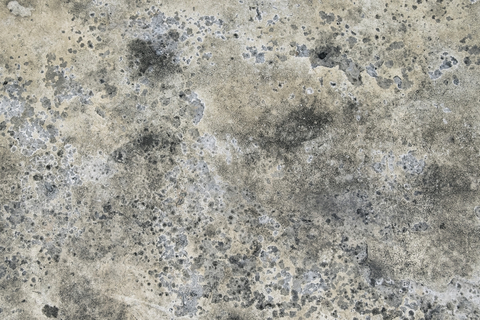 mold on concrete