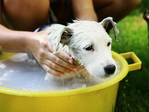 pet grooming