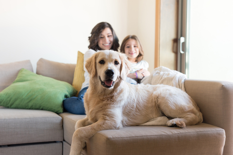 indoor air quality and pets